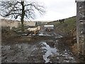 Cattle in the mud, at Yamson Linhay