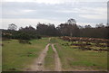 Sandlings Walk, Rushmere Heath