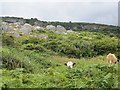 Cattle, Antrim Coast