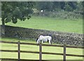 Fence, Fields and Feeding, off Mortimer Road, Midhopestones, near Stocksbridge