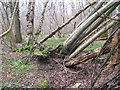 TM1398 : Fallen trees in Lower Wood by Evelyn Simak
