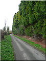 Tall hedge, Burge End Lane, Pirton