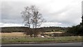 Forested drumlins and marshland in the Quoile valley