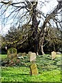 Old oak tree and cluster of graves in St Stephen
