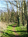 Path through Lodge Plantation