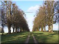 Avenue of trees, looking away from Hale House