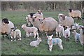 South Gloucestershire : Sheep Grazing