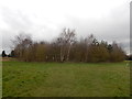 "Round Wood" in Gippeswyk Park