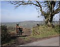 Curious horse near Bowhayes Farm