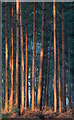 Pine trees in afternoon light, near Mortimer, Berkshire