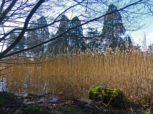 Mossy log and reeds, Tredegar House Country Park