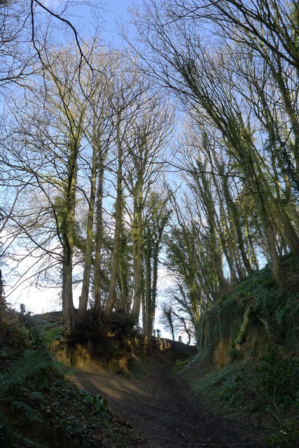 Trees above Gore Lane