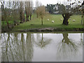 SP2965 : Floodmeadow, River Avon by Emscote Gardens, Warwick 2014, February 28, 14:28 by Robin Stott