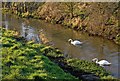 Swans on The Beck, Barrow Haven