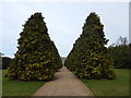 Avenue of trees to The Chantry