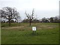 Dead tree in Chantry Park