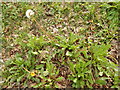 Dandelions on London Road (A1214)