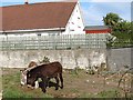 Donkeys at Annalong