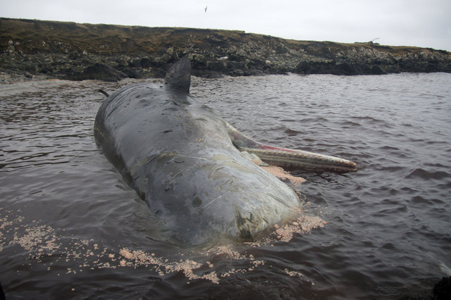 Dead Sperm Whale (Physeter macrocephalus), Scolla Wick, Muness