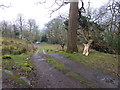 Storm damage near Plas Brondanw