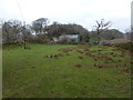 Field near Cefn Dreiniog