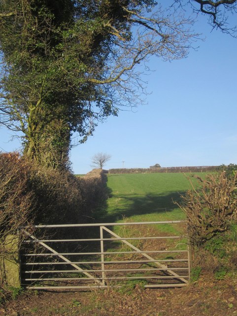 Field boundary near Lamerton