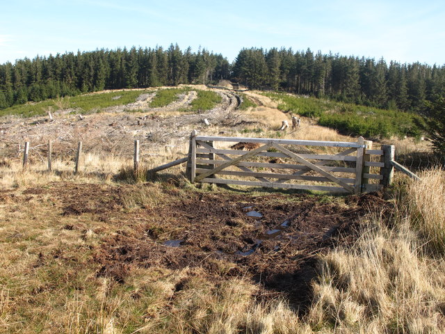 Gate into part-felled plantation