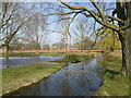 Stream in Bushy Park