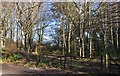 SY1488 : East Devon : Woodland by Lewis Clarke