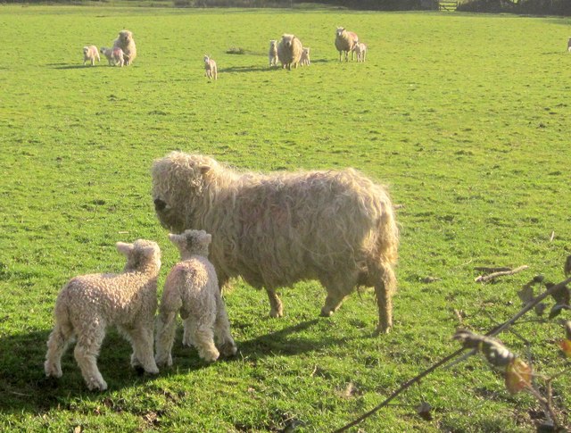 Ewe and lambs near Rushford