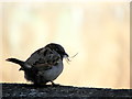 Collecting nest material, Omagh