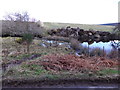 Small pond between public road and Birsebeg