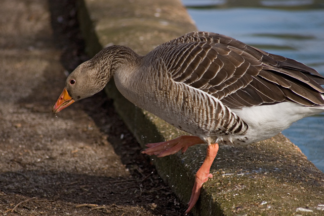 Goose in Peter Pan Park, Hull