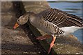 Goose in Peter Pan Park, Hull