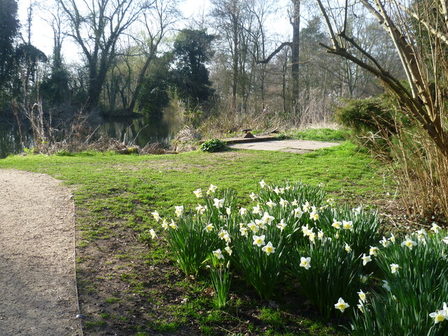 Daffodils in the Waterhouse Woodland Garden, Bushy Park