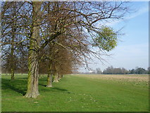 TQ1668 : Mistletoe on a tree in Home Park by Marathon