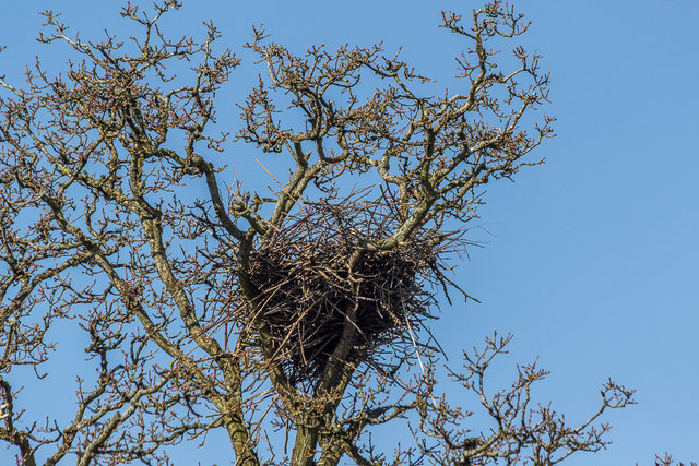 Heron's Nest, British Wildlife Centre, Lingfield, Surrey