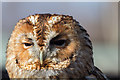 TQ3643 : Tawny Owl, British Wildlife Centre, Lingfield, Surrey by Christine Matthews