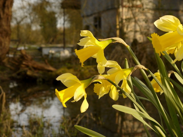 Daffodils by the old mill pond, North Piddle