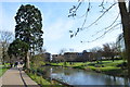 Tree by the River Can, Chelmsford