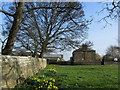 Daffodils on the Green, North Deighton