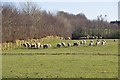 West Somerset : Sheep Grazing