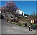 Early spring blossom in Whitecroft