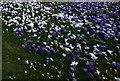 Spring and the ephemeral crocus in Forres