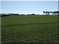 Farmland towards Hodsock Manor Farm