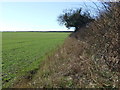 Hedgerow and field 