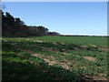 Crop field towards Forest Plantation