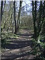 Path into woodland