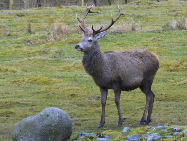 A fine stag near Garrogie Lodge