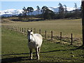 NH8910 : White pony near Inverdruie by sylvia duckworth